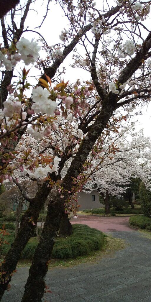 城山公園 佐野市 佐野市の公園 栃ナビ