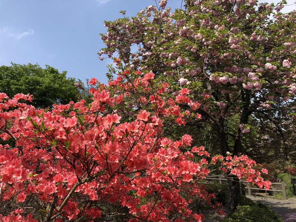 天平の丘公園 下野市の公園 植物園 花 栃ナビ