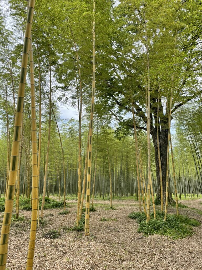 若竹の杜 若山農場のクチコミ 口コミ 写真 宇都宮市 果物 野菜狩り 若竹の杜 若山農場のクチコミ 口コミ 写真 宇都宮市 果物 野菜狩り