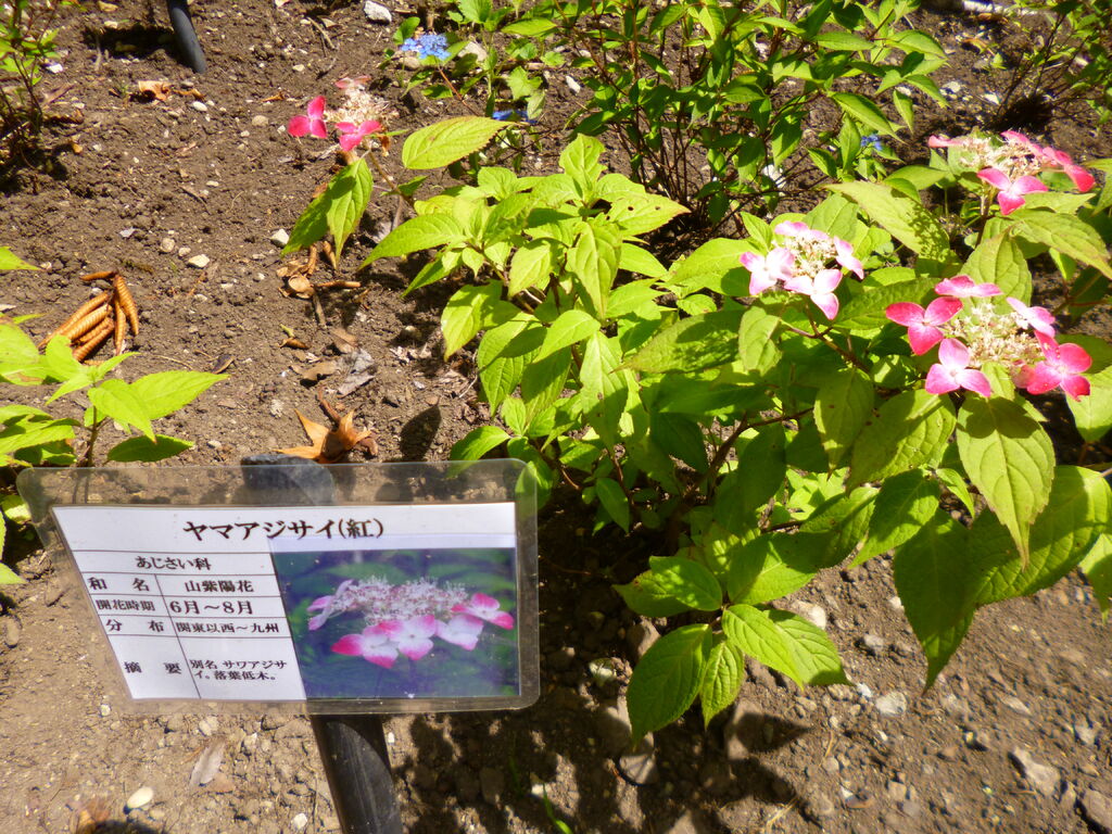 日光市上三依水生植物園 日光市の植物園 花 栃ナビ