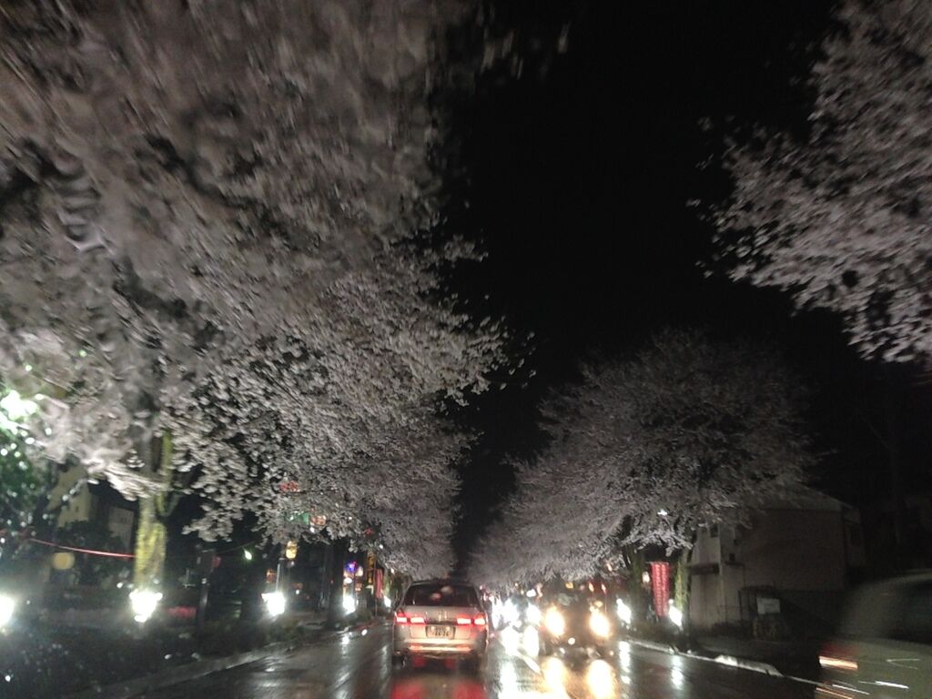鹿沼 さつき大通りの桜並木のクチコミ 口コミ 写真 鹿沼市 植物園 花 鹿沼 さつき大通りの桜並木のクチコミ 口コミ 写真 鹿沼市 植物園 花