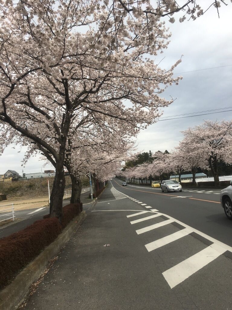 オネ娘さんから鹿沼 さつき大通りの桜並木への投稿クチコミ 栃ナビ オネ娘さんから鹿沼 さつき大通りの桜並木への投稿クチコミ 栃ナビ