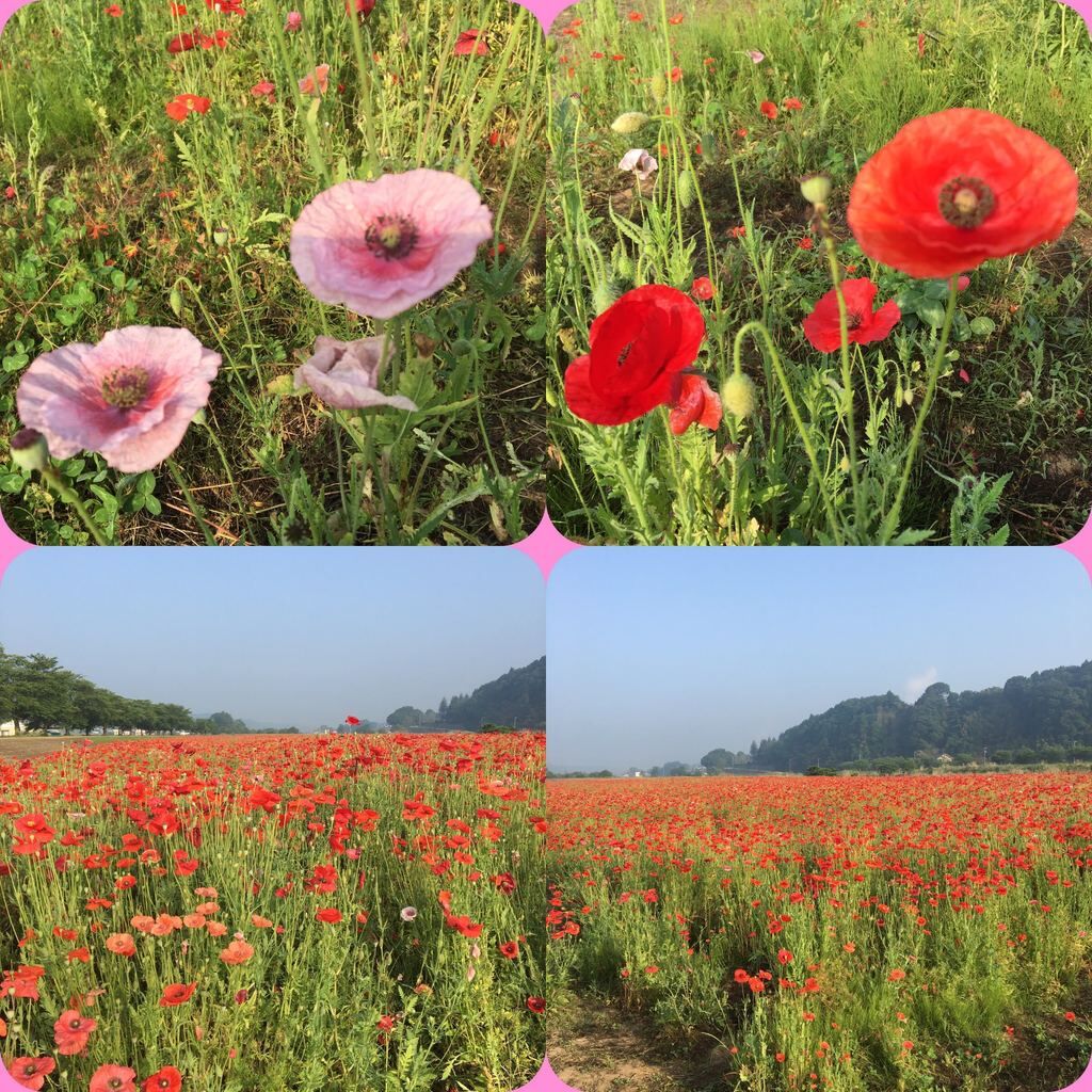 喜連川早乙女荒川河川敷ポピー園のクチコミ 口コミ 写真 さくら市 植物園 花