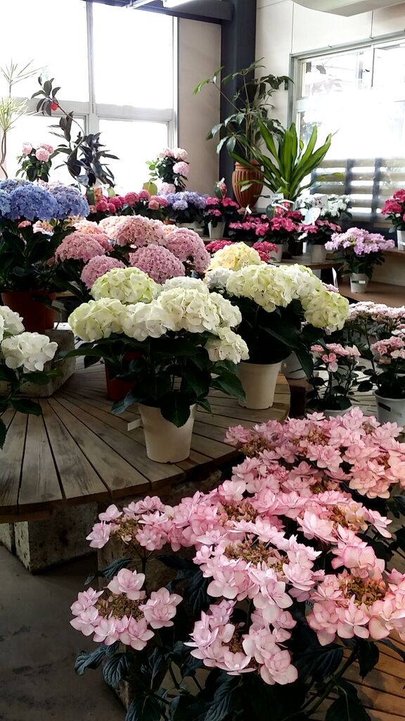 ゆみっちてらこさんからとちぎ園芸への投稿クチコミ 栃ナビ