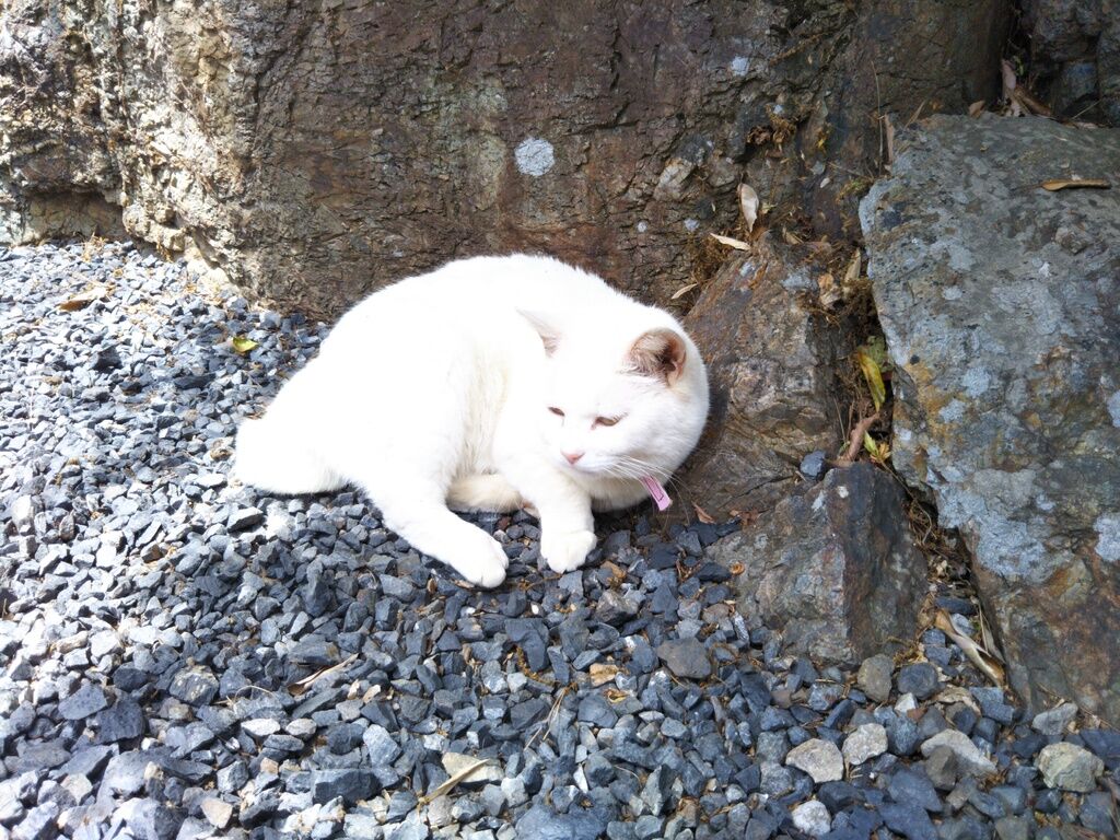 車で山頂付近まで登って行くこ 投稿したクチコミ 旦 ゝ