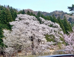 東武ワールドス...