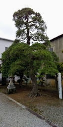 公民館の敷地に...