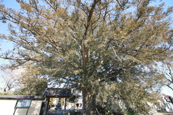 こちらのお寺様...