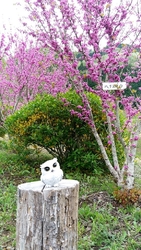新聞でレンギョ...