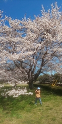 宇都宮の桜の名...