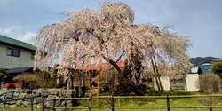 「日光桜回遊」...