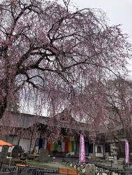 しだれ桜が咲き...