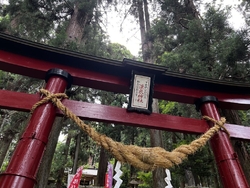 大きな杉の木は...