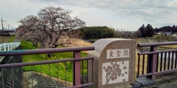 桜の名所...