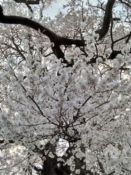 境内ではミツマ...
