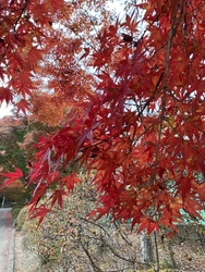 那須烏山市の紅...