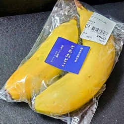 コロコロと太っ...
