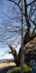 琴平神社境内に...