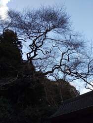 芳賀町天然記念...