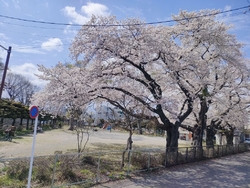 田川沿いの散歩...