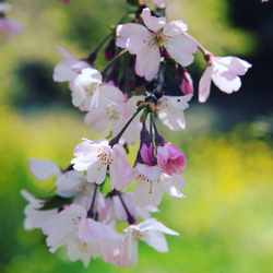 桜 クチコミを探す 栃ナビ