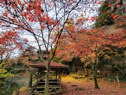 紅葉の見頃は過...