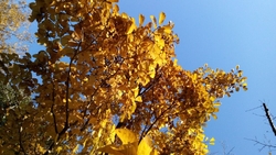 ののじさんで、...