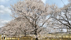 ２０日から花祭...