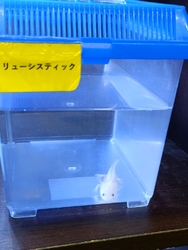 子犬、子猫、小...