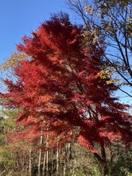 紅葉狩りに行き...