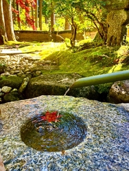 紅葉を見ながら...