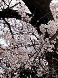 湿地で芦に囲ま...