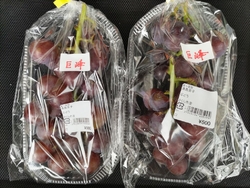 今シーズンは終...