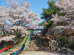 お花見の時期で...