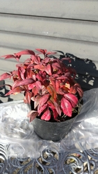 お墓参りに行く...