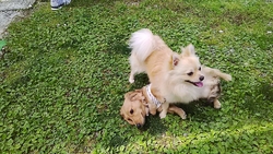 犬たちの笑顔に...