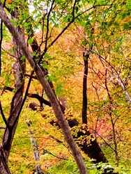 紅葉の見頃とま...