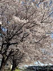 川沿いの桜が満...