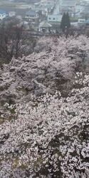 山根城の城跡を...