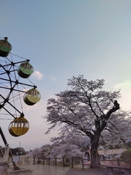 桜を見に夕方に...