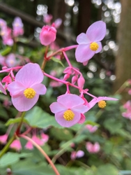 シュウカイドウ...