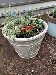 新しい植木鉢を...