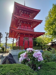 ボタン祭が開催...