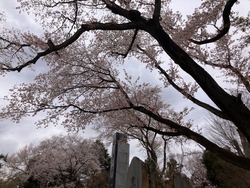 寒空の下で桜を...