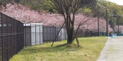 思川桜を見に行...