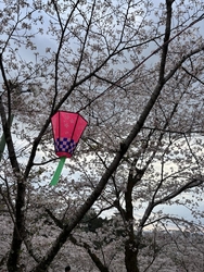 数年ぶりの八幡...