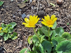 四季折々の草花...