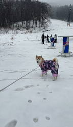 毎月のワンコの...