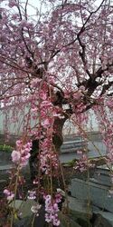 しらさぎ公園の...