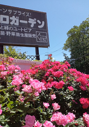 色々な花が売っ...